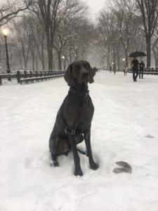 Blue Weimaraner