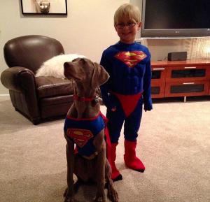 Silver Weimaraner
