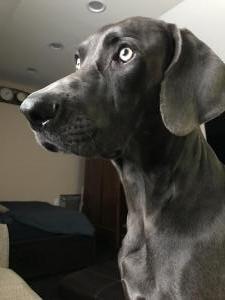 Blue Weimaraner