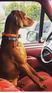 Vizsla