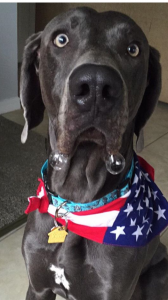 Blue Weimaraner