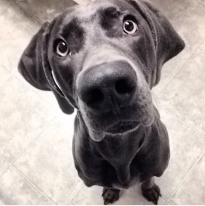 Blue Weimaraner