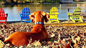 Vizsla