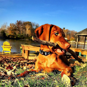 Vizsla