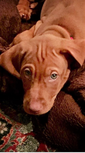Vizsla