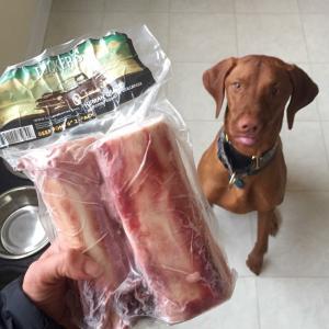 Vizsla