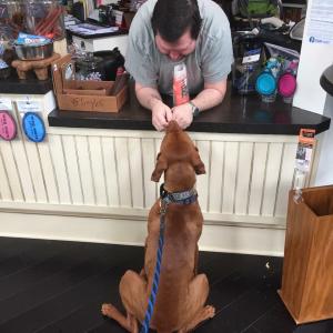 Vizsla