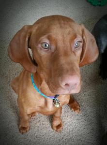 Vizsla