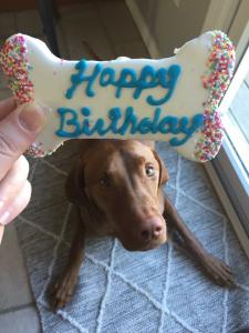 Vizsla