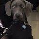White River Kennels Blue Weimaraner